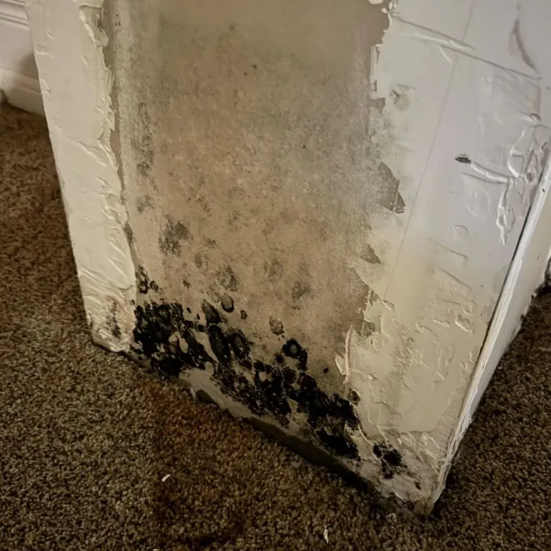 Professional Mold Removal in Martinsburg, PA